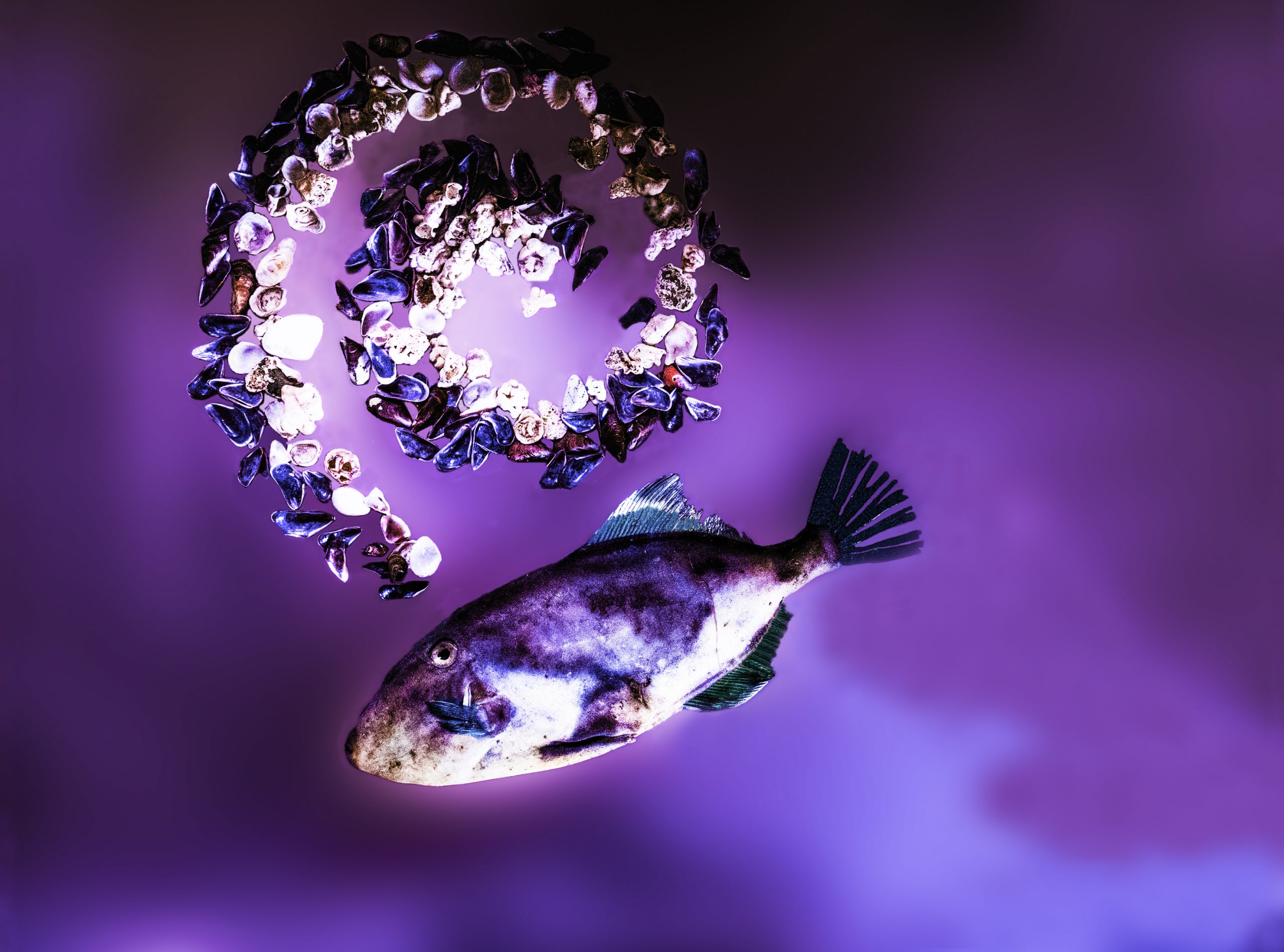 Éclats de fils et d’écailles