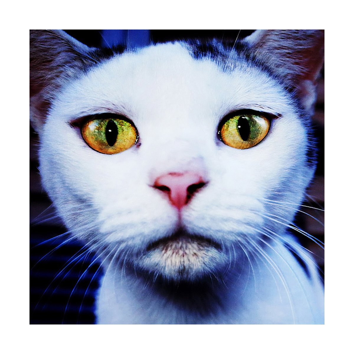 #01 – Neko Project