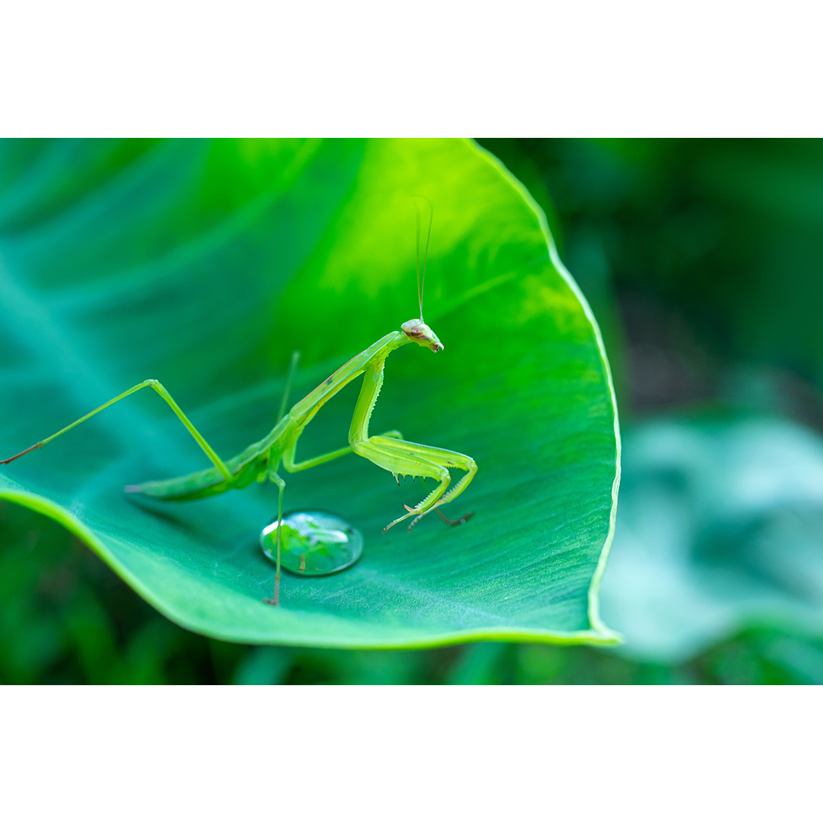 #05 – Les Veilleurs Invisibles du Jardin